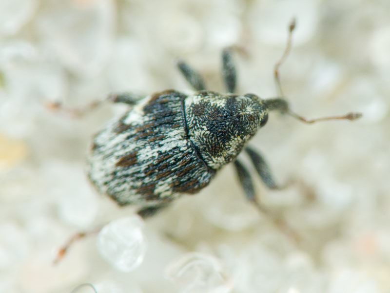 Curculionidae Latreille, 1802